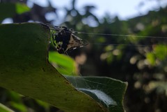 Verrucosa scapofracta