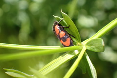 Cercopis vulnerata