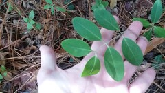 Lonicera sempervirens