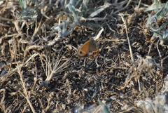 Coenonympha dorus