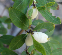 Symphoricarpos albus