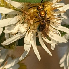 Augochlora pura