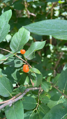 Lonicera