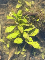 Ludwigia