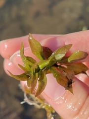 Ludwigia