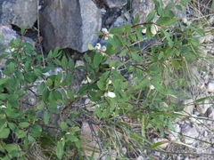Symphoricarpos albus