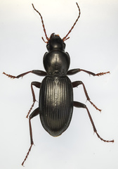 Hypherpes
