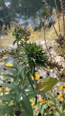 Rhopalomyia capitata