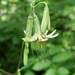 Tall Rattlesnakeroot - Photo (c) susanelliott, some rights reserved (CC BY-NC), uploaded by Susan Elliott