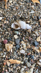 Melanoides tuberculata