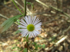 Erigeron annuus