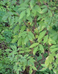 Petroselinum crispum
