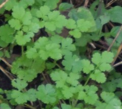 Petroselinum crispum