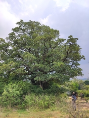 Terminalia bellirica
