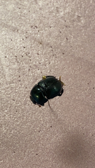 Geotrupes splendidus