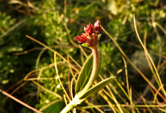 Pfaffia tuberosa
