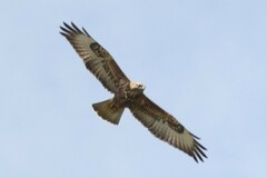 Buteo buteo