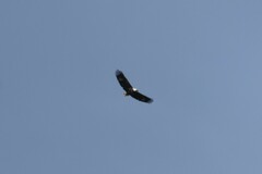 Haliaeetus vocifer