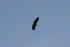 Haliaeetus vocifer