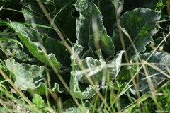 Verbascum pulverulentum