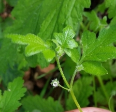Nemophila parviflora