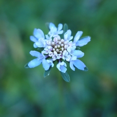 Sixalix atropurpurea