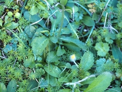 Sixalix atropurpurea