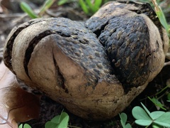 Pisolithus