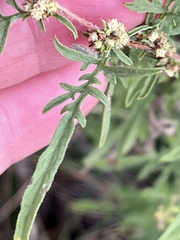 Ambrosia psilostachya