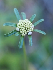 Sixalix atropurpurea