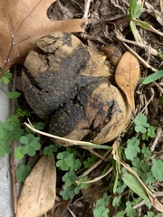 Pisolithus
