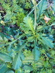 Sixalix atropurpurea