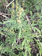 Ambrosia psilostachya