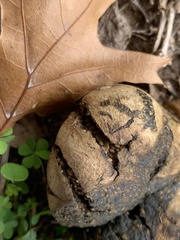 Pisolithus