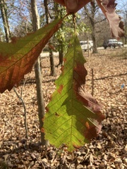 Quercus michauxii