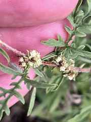 Ambrosia psilostachya