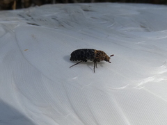 Dermestes undulatus
