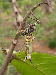 Zonocerus variegatus