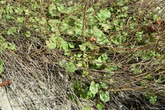 Rumex induratus