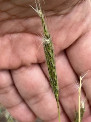 Bothriochloa hybrida