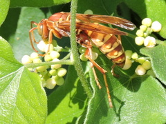 Polistes apachus texanus