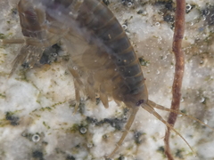 Gammarus pulex