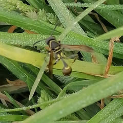 Mischocyttarus pallidipectus