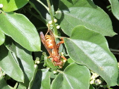 Polistes apachus texanus