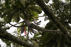 Cecropia telenitida