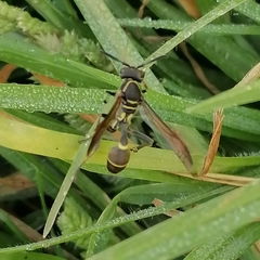 Mischocyttarus pallidipectus