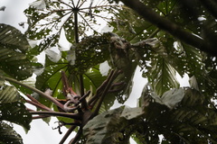 Cecropia telenitida