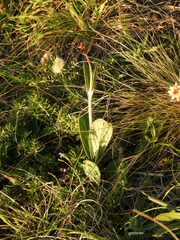 Pfaffia tuberosa