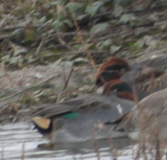 Anas crecca carolinensis