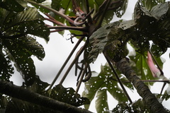 Cecropia telenitida